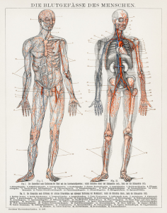 Die Blutgefasse Des Menschen (1898), an antique lithograph of the human blood vessels and cardiovascular system