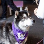 University of Washington mascot Dubs attending the Li Lu Library opening on September 28, 2022.