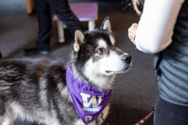 University of Washington mascot Dubs attending the Li Lu Library opening on September 28, 2022.