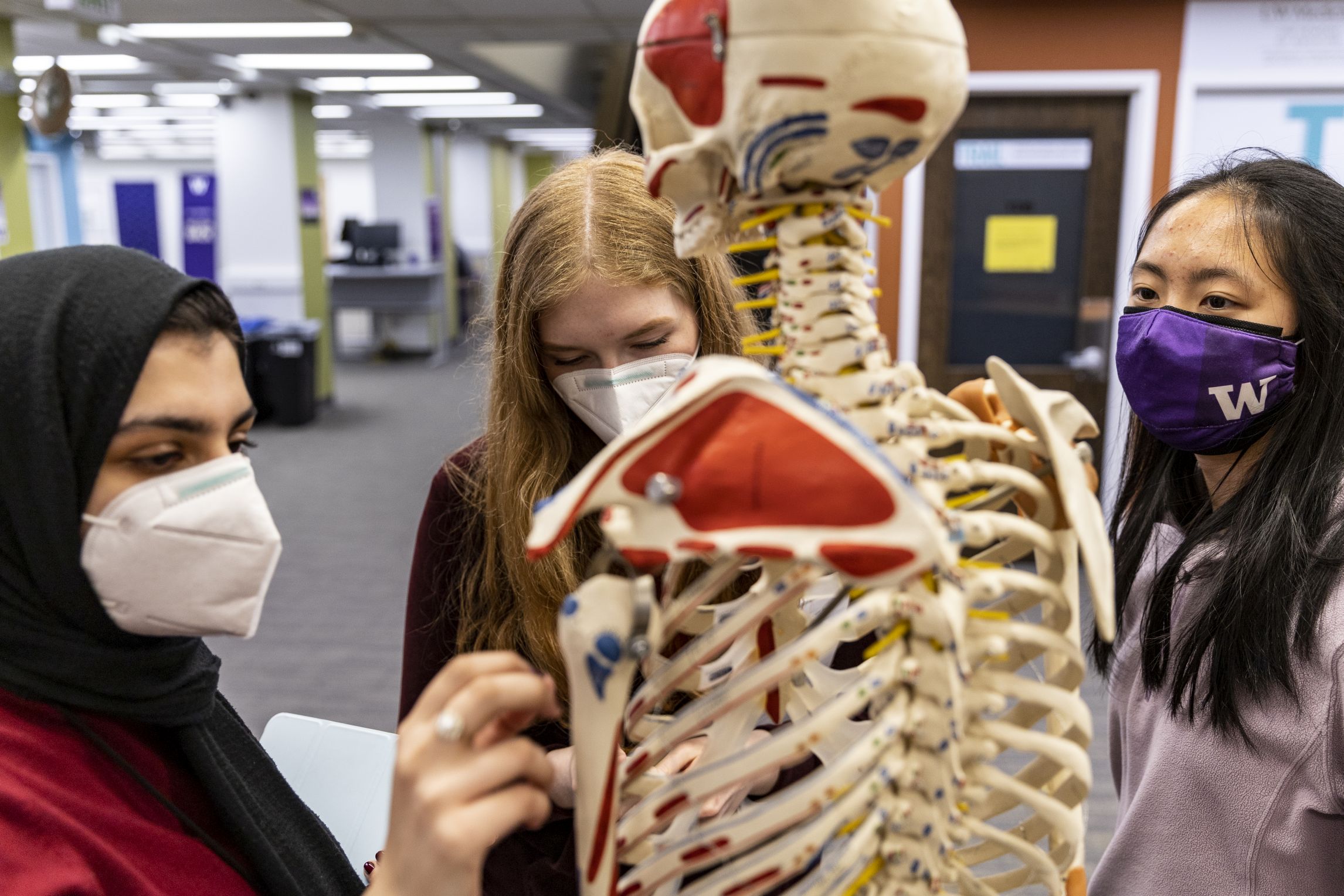 Three students examine a skeleton anatomical model at the University of Washington Health Sciences Library.