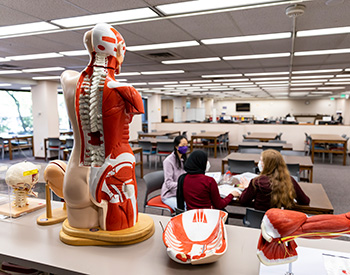 Human body models in a library setting.